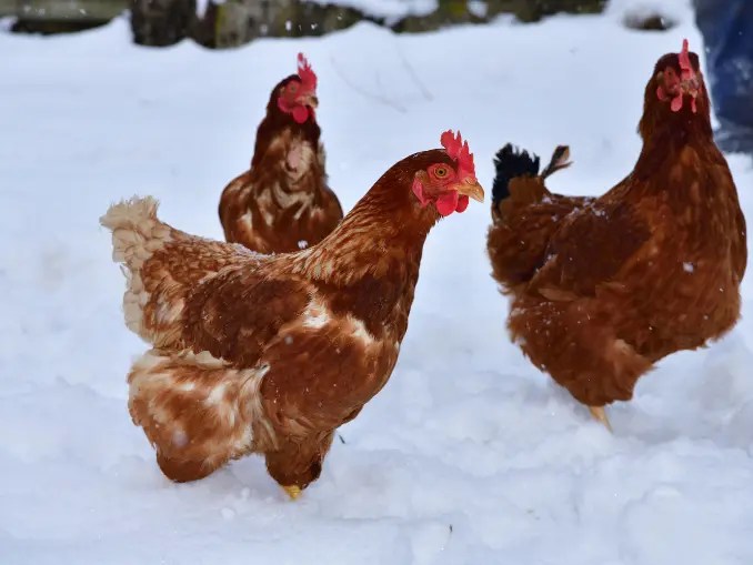 How Do You Care for Chickens in the Cold Winter