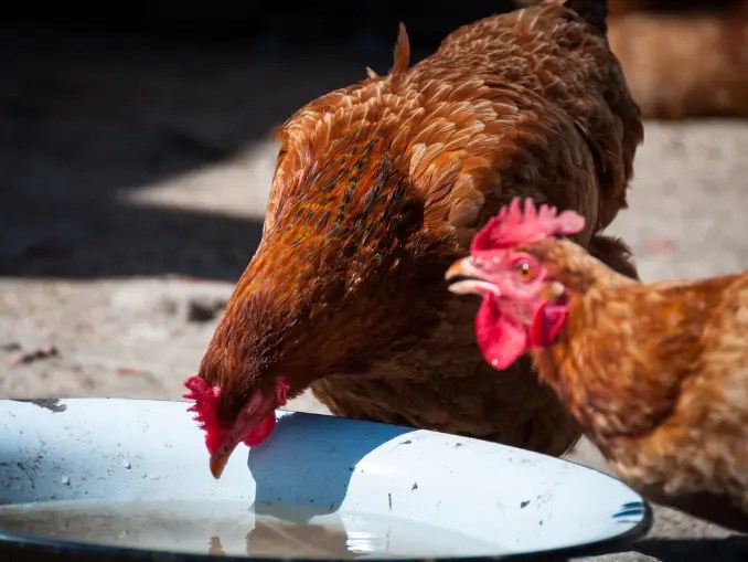 How Many Days Can Chickens Survive Without Water and Food?