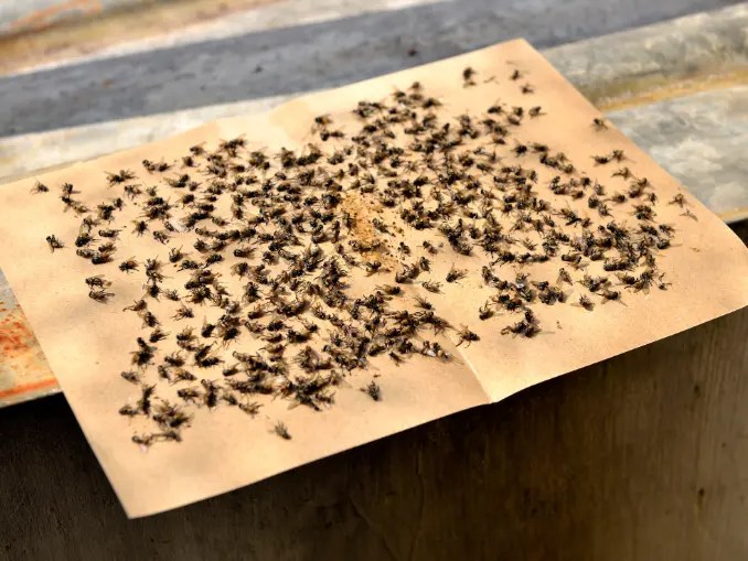 How to Keep Flies Away from Chicken Coop Tips and Tricks