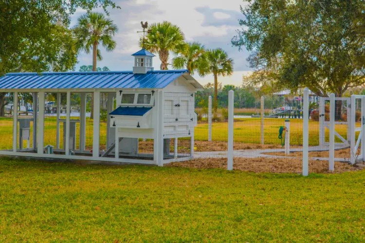 Top Reason Why Your Chickens Need a Secure Coop for Safety