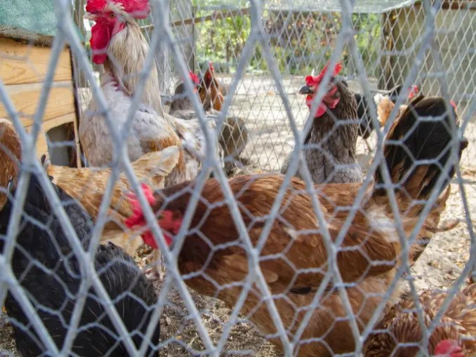 A Complete Guide to Advance Chicken Coop Security Strategies