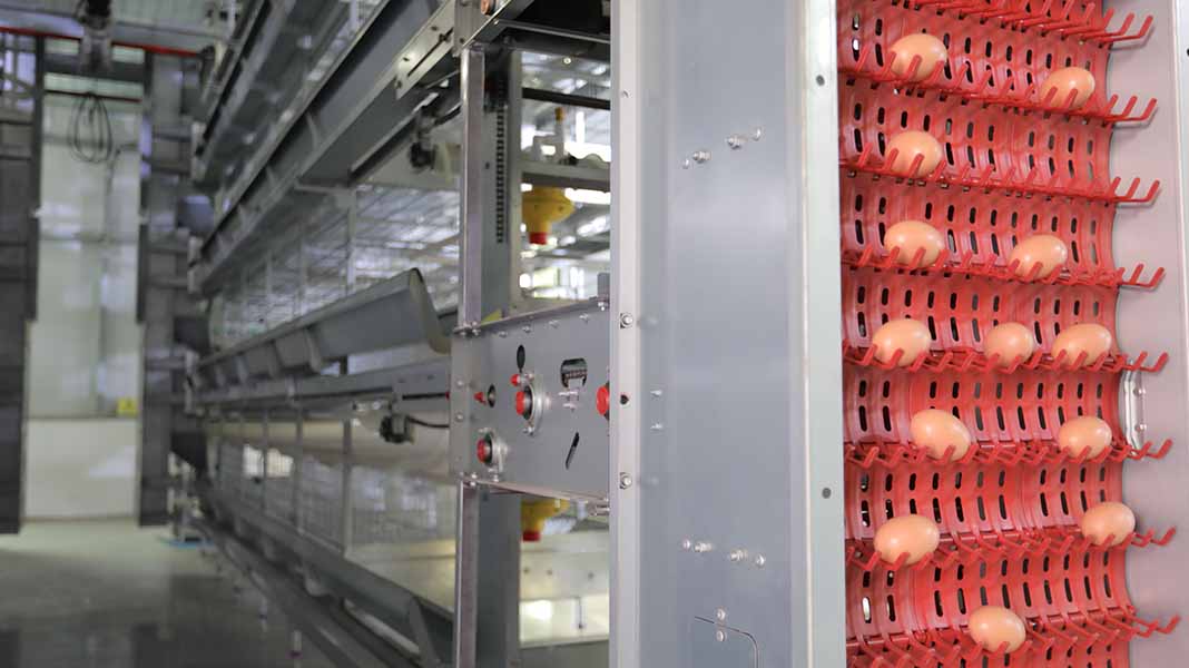 How Automatic Egg Collection System Transforms Poultry Operations