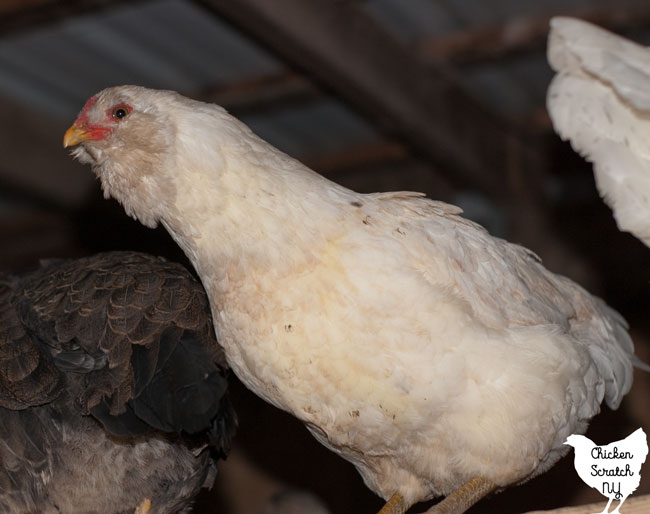 All About Easter Egger Chickens