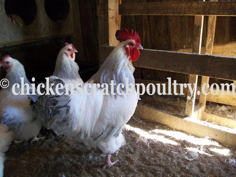 Coronation Sussex Chicks Chicken Scratch Poultry
