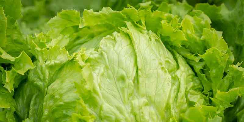 Can Chickens Eat Iceberg Lettuce? Chickens Guide