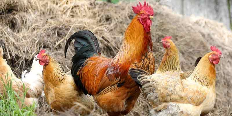 Do You Need a Rooster for Hens to Lay Eggs? Chickens Guide