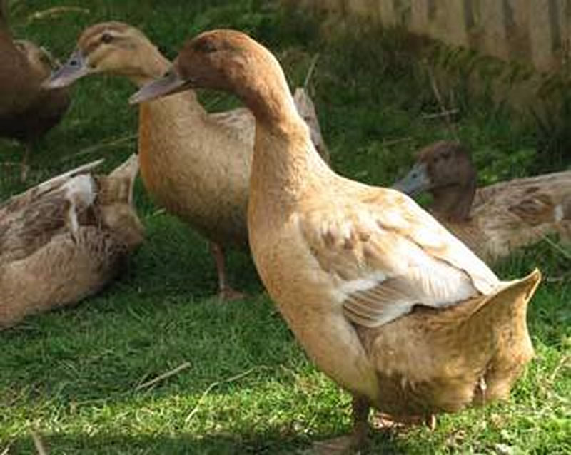 Freerange Ducks for Sale South Birmingham with Chickens of Brum