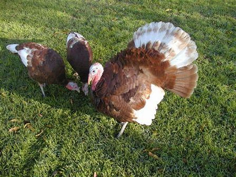 Freerange Turkeys for Sale South Birmingham with Chickens of Brum
