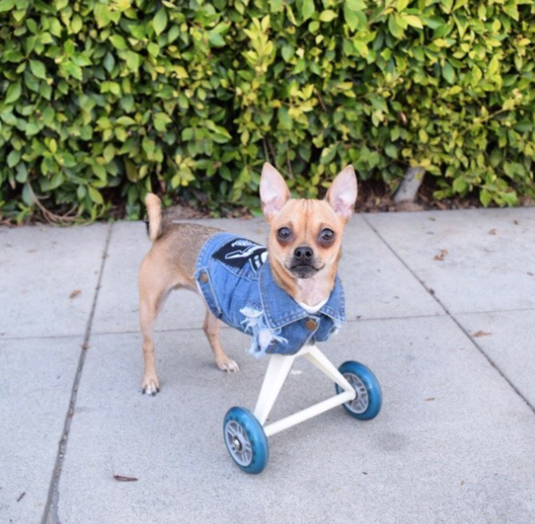 8 Awesome Dogs on Wheels Rolling Through Instagram Chicken Soup for