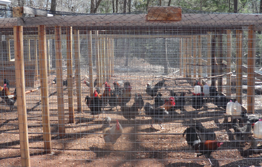 Chick InnKeeper Premier Chicken Breeder Chickens For Sale
