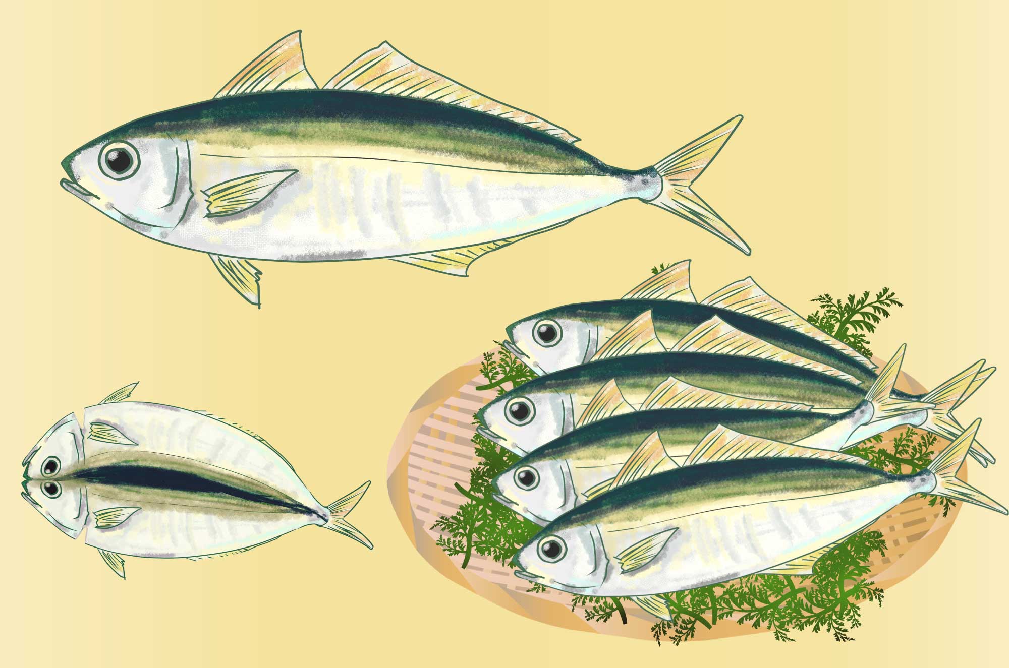 魚 画像 無料>魚 画像 フリー イラスト画像集