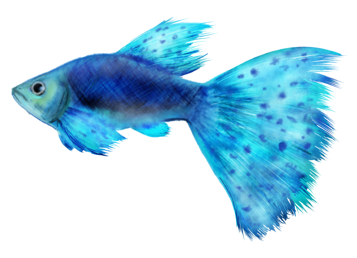 グッピーのイラスト 綺麗な観賞魚の無料素材 チコデザ
