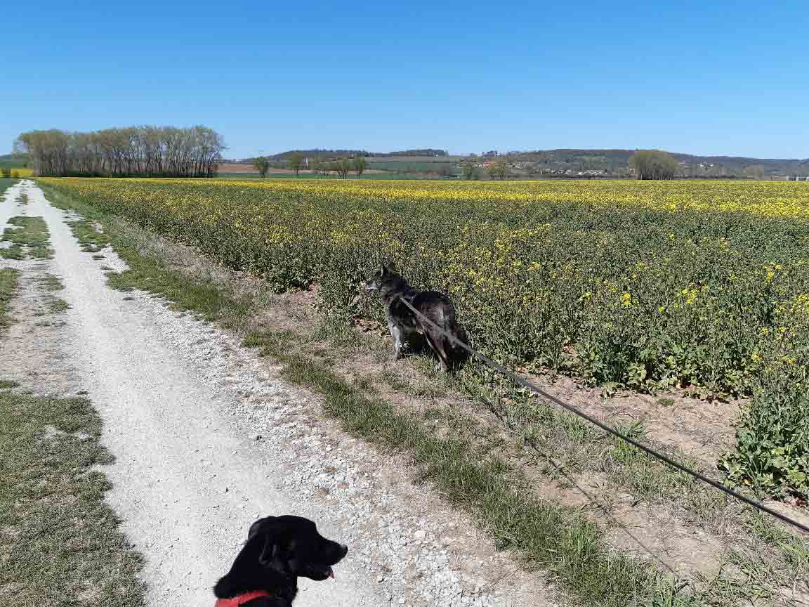 Am Rapsfeld ChicosReiseblog