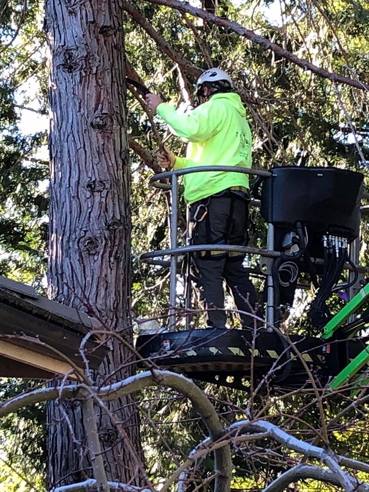 Tree Worx Chico Services Tree Worx