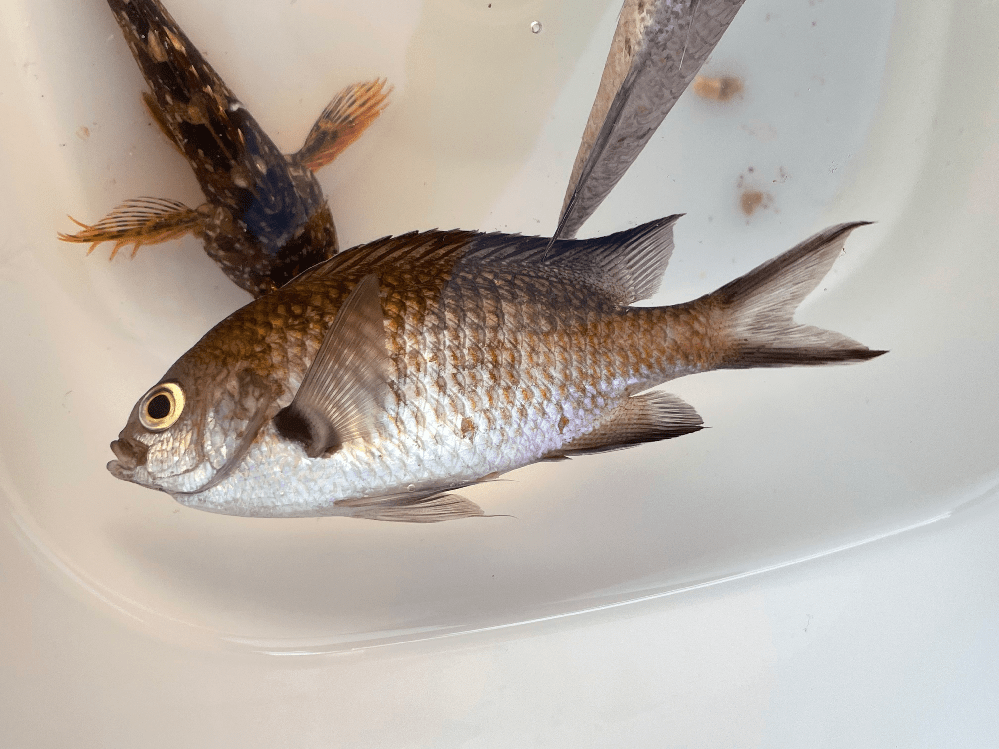 白身魚に分類される魚の名前をできるだけ教えて下さい。 一挙に行くよぉ... Yahoo!知恵袋