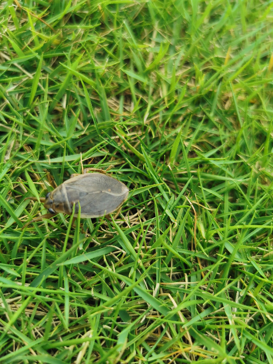 【なぞなぞ】愚かな動物は何でしょうか？（理由もお書きください。... Yahoo!知恵袋