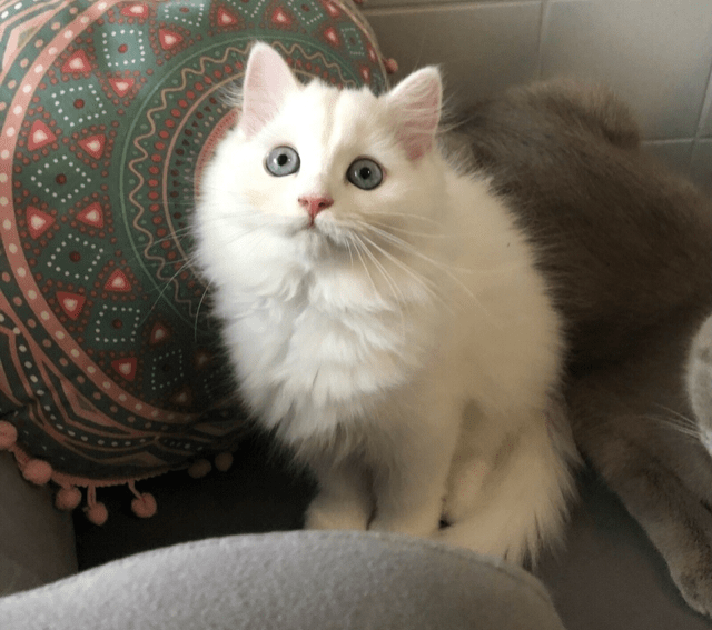 地球上で最も足が遅い動物は何ですか？ ・泳ぐヒト（世界記録... Yahoo!知恵袋