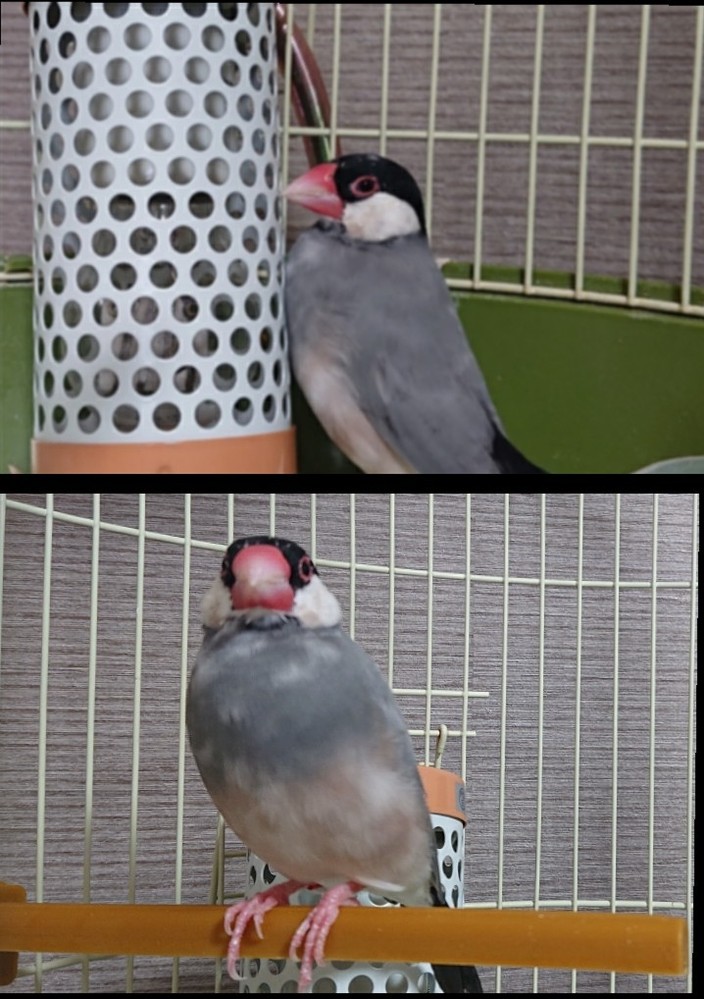 √完了しました！ 動物 ヒーター 火事 326111動物 ヒーター 火事