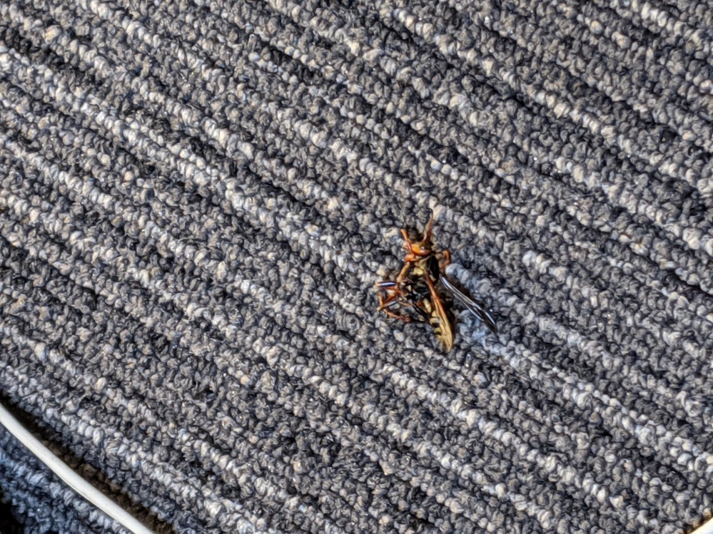 家の中にハチが1匹います；；窓は閉めたままなんですけど、どこから侵... Yahoo!知恵袋