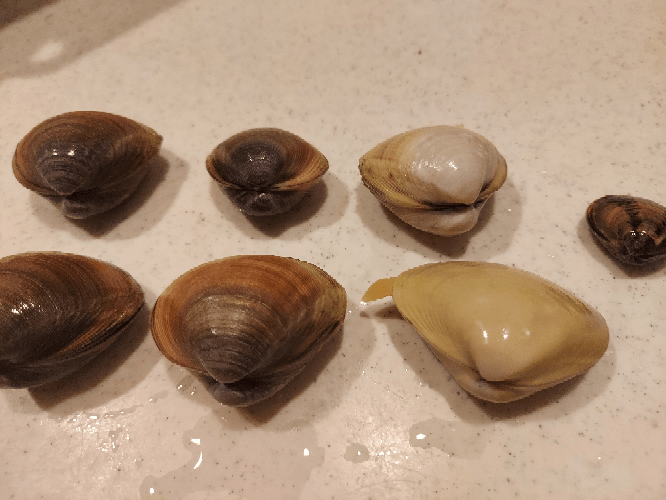 はまぐりバカ貝あさりの見分けかた 昨日潮干狩りでゲットした貝... Yahoo!知恵袋