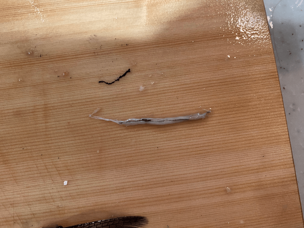 秋刀魚から寄生虫みたいなのが・・・ 焼く前にお皿に乗せて... Yahoo!知恵袋