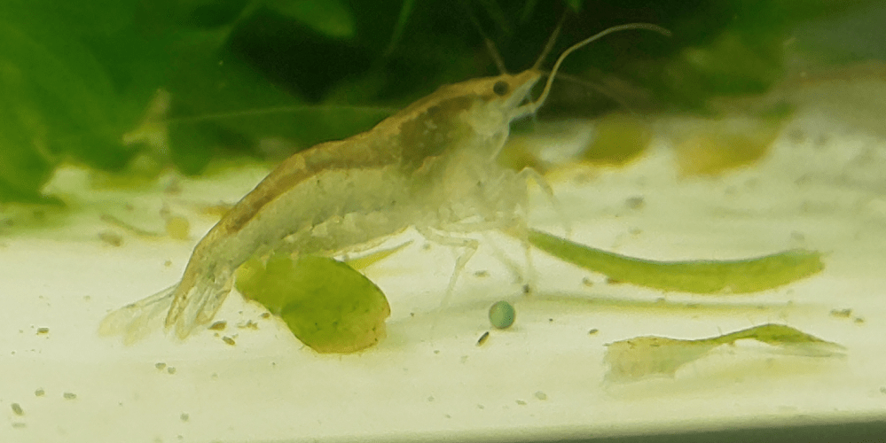 釣り餌のモエビの飼育方法を教えて下さい。 熱帯魚用の水槽で普通に飼育... Yahoo!知恵袋