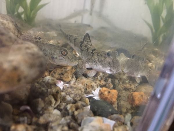 2355のトビーについてトビハゼの寿命を調べたらオスで一年メ... Yahoo!知恵袋