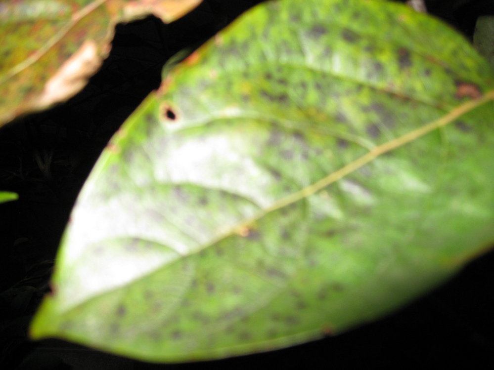 柿の葉に黒い斑点が出てますが これは病気でしょうか？ Yahoo!知恵袋