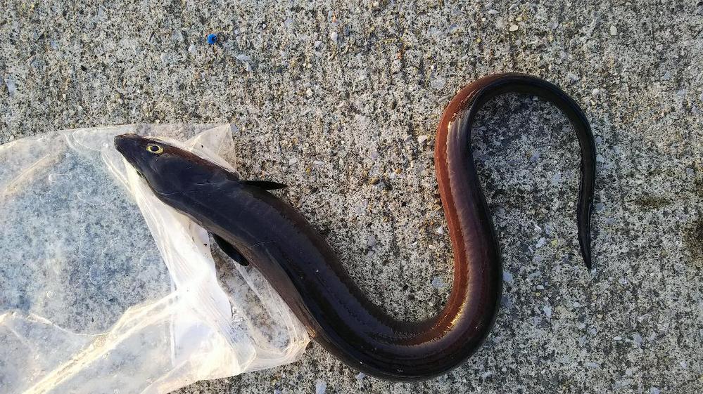 うなぎに似た魚 旦那がうなぎだとおもって釣ってきたようですが、下... Yahoo!知恵袋