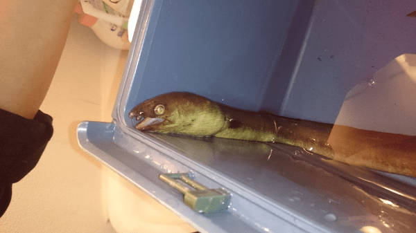 うなぎに似た魚 旦那がうなぎだとおもって釣ってきたようですが、下... Yahoo!知恵袋