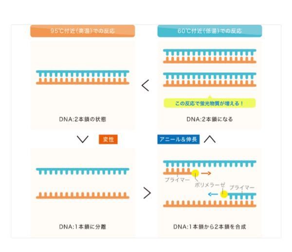PCRの設計について PCRのプライマーの設計について教えていただきた... Yahoo!知恵袋