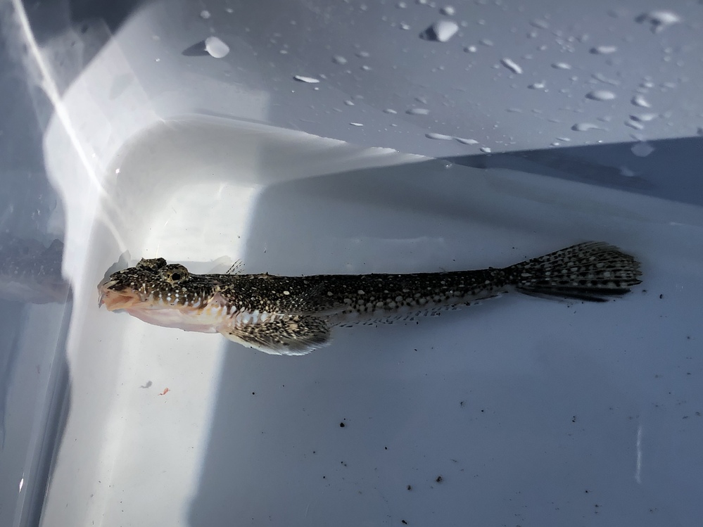 堤防から釣れた魚です？ ハゼに似てますが違う気がします。どな... Yahoo!知恵袋