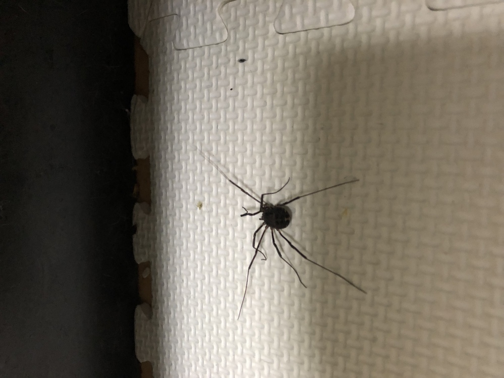 車の中に米粒くらいの大きさの虫が3匹いました。なんの虫でしょうか？マ... Yahoo!知恵袋