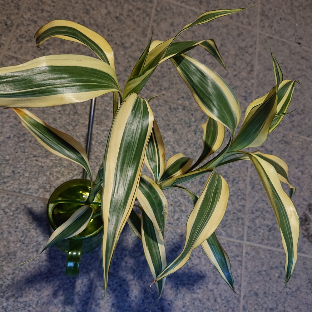 観葉植物の名前がわからないこんにちは。今日100均でこの観葉植物を買ってきまし... Yahoo!知恵袋