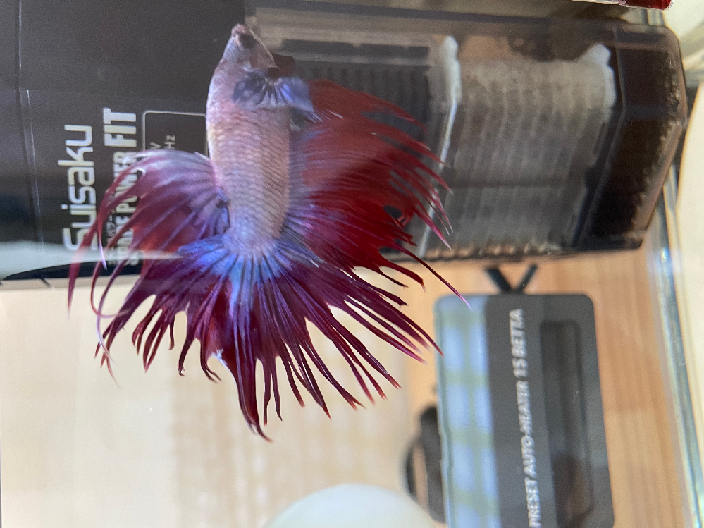 底床の底上げ時に使う軽石について ソイル節約の為に、園芸用の軽石を洗濯ネッ... Yahoo!知恵袋