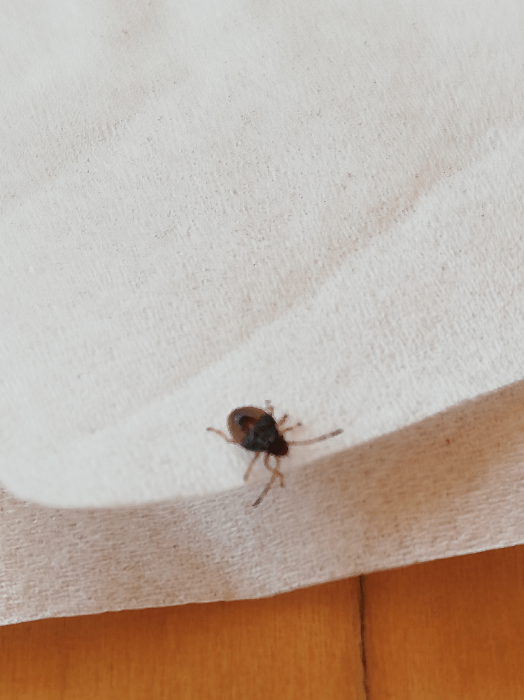 この虫はなんでしょう？ 大きさは2mmぐらいです。ときどき室内で見... Yahoo!知恵袋