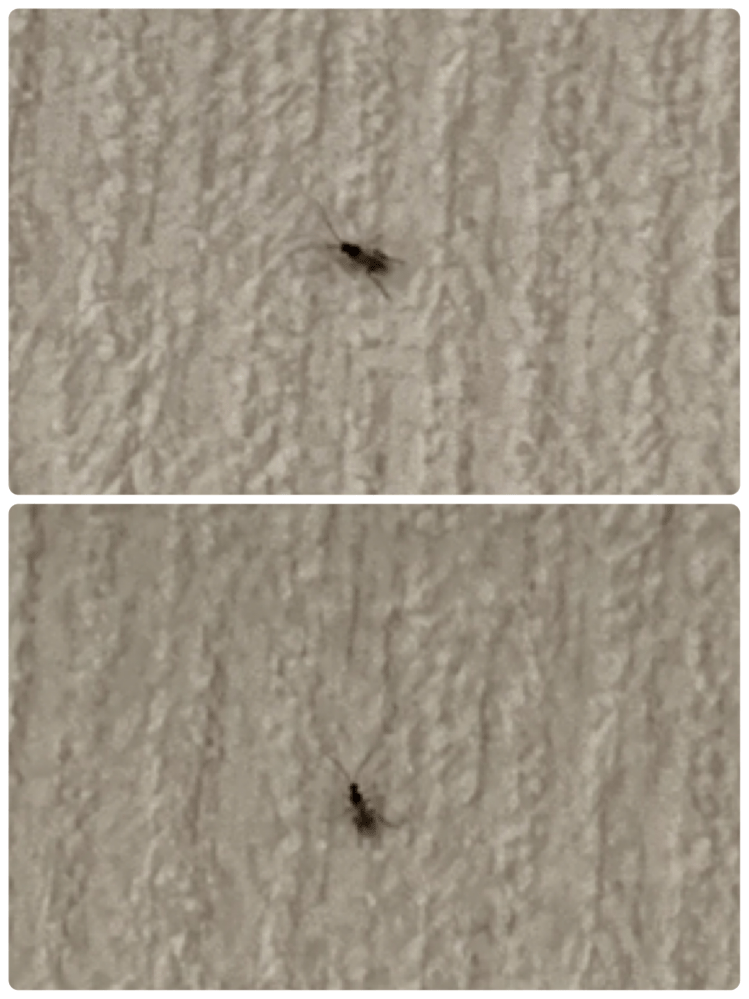 換気しても、すぐ部屋に埃がでます。そんなにバタバタ動いてないのに... Yahoo!知恵袋