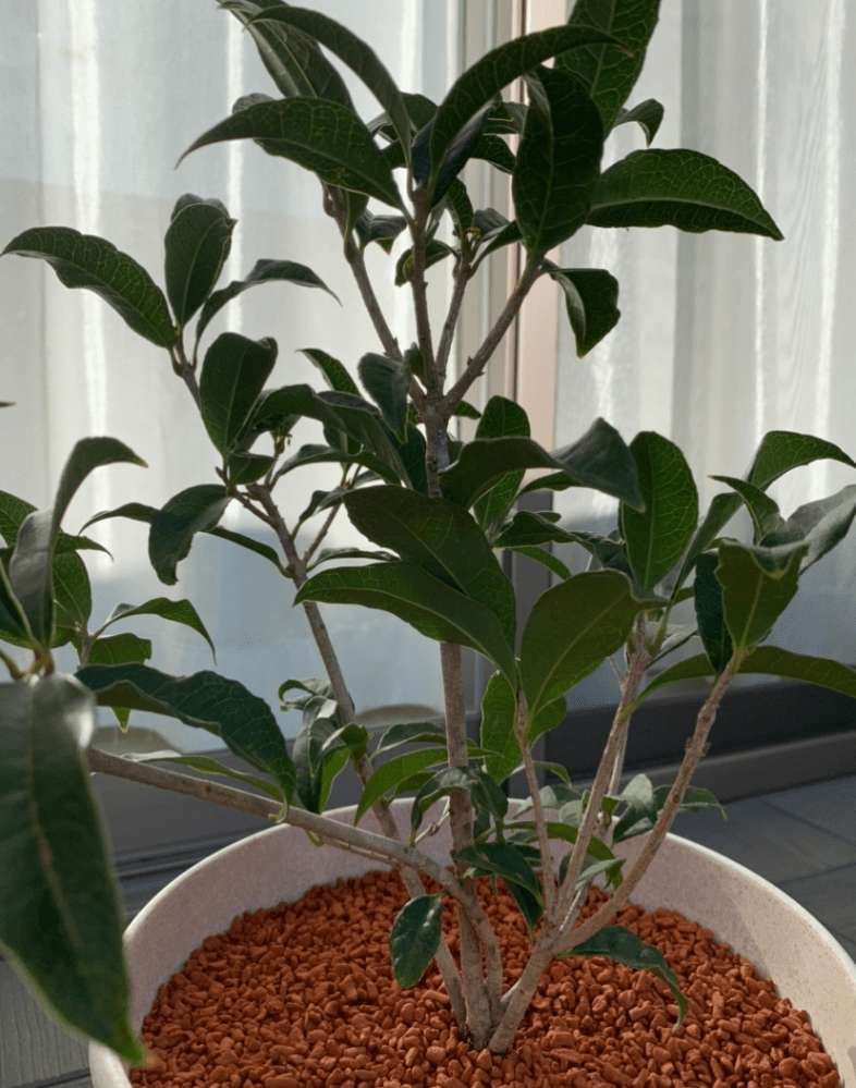 観葉植物を安く買う方法はありますか？(ネットで) 球根や種と違...（2ページ目） Yahoo!知恵袋