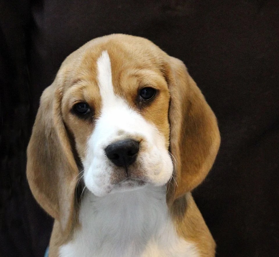 Comment s’occuper de son jeune Beagle