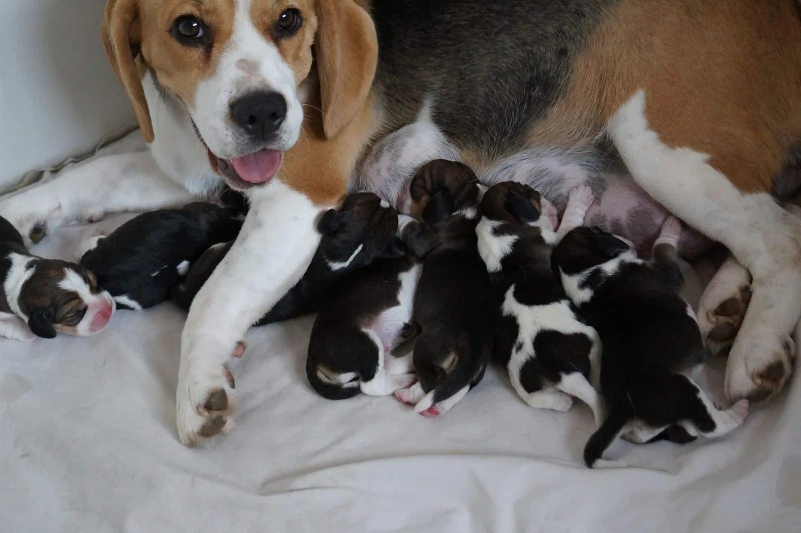 Adopter un beagle dans un refuge ou à la SPA Tout sur