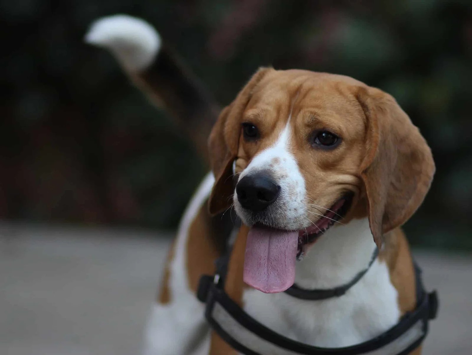spa beagle à adopter 2023 Adopter Un Beagle Dans Un Refuge Ou À La Spa