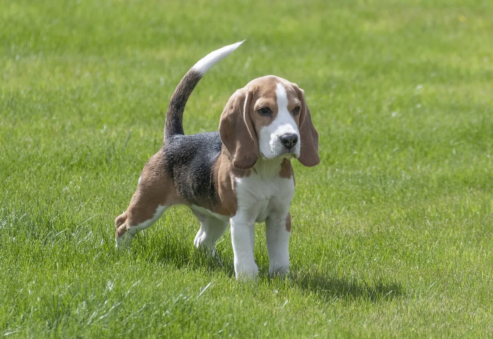 Beagle une Race de Chien Hors du Commun