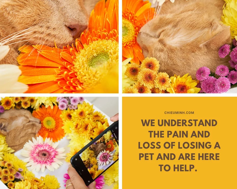 What To Do If Your Pet Passes Away In Vietnam Chieu Minh