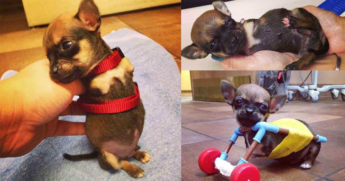 Turbo, an adorable Chihuahua puppy who is missing his front two legs.