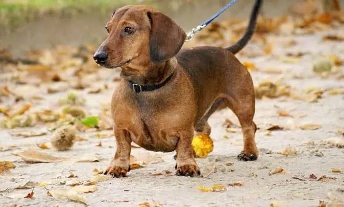 What happens when you mix a chihuahua and a weiner dog? This!