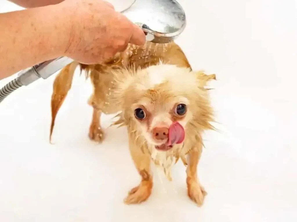 How Often Should You Bathe Your Chihuahua? June 2024