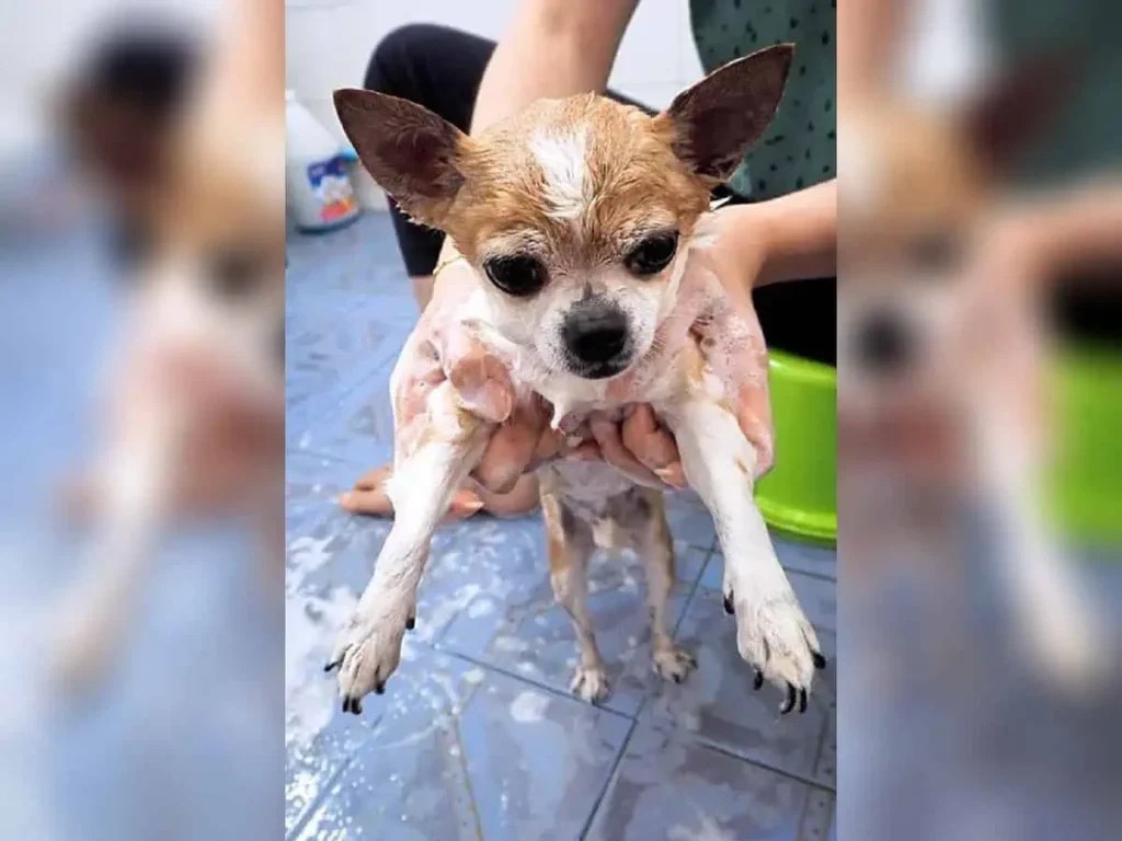 How Often Should You Bathe Your Chihuahua? June 2024