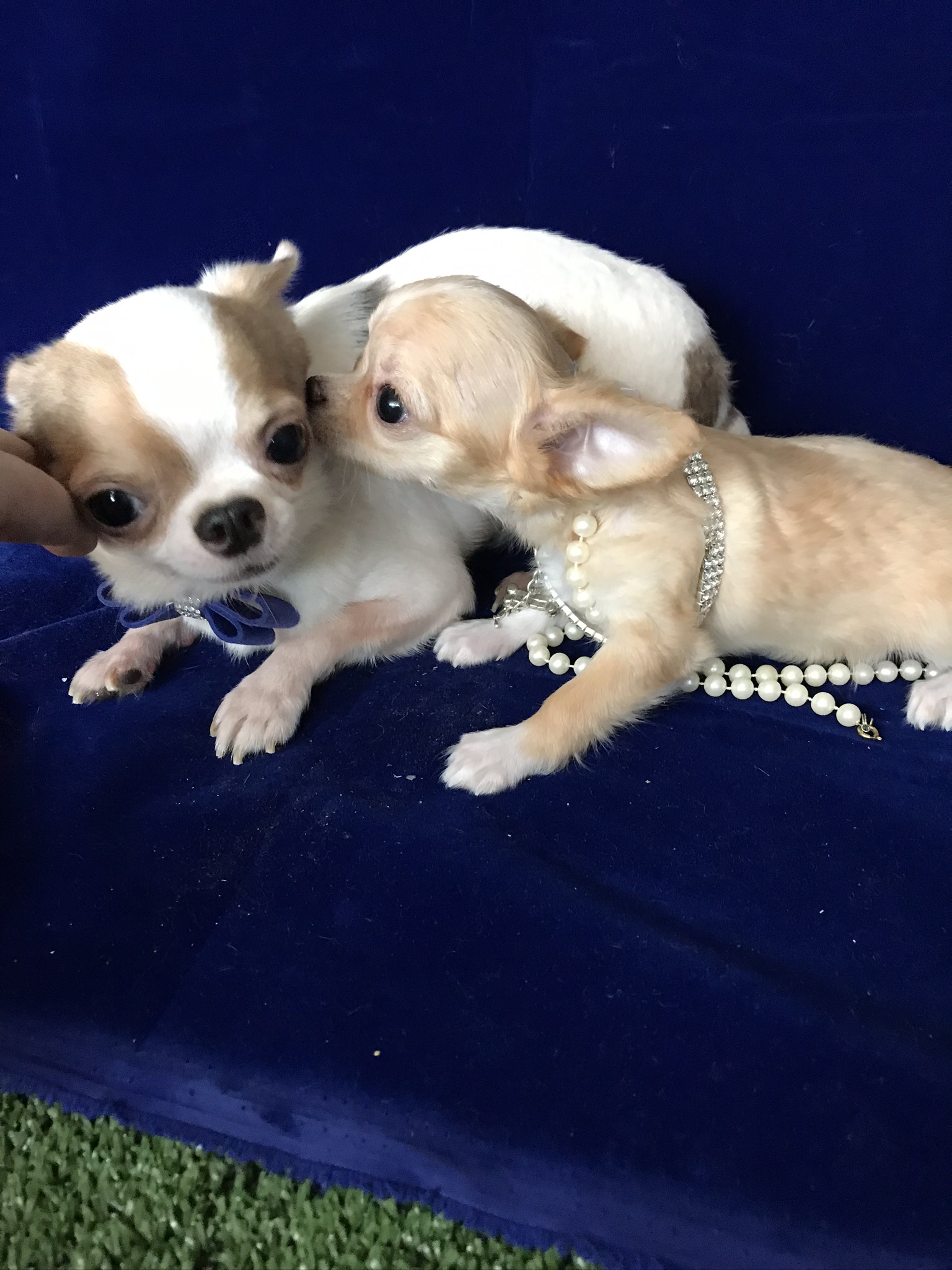 Tiny Blue Eyed 3000 (Gizmo’s son) Debs Chihuahuas