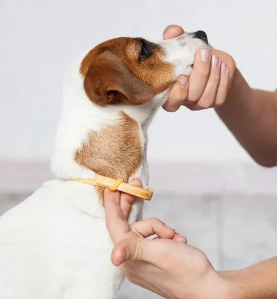 How Long Does It Take For A Flea Collar To Work?