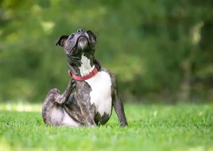 How Long Does It Take For A Flea Collar To Work?